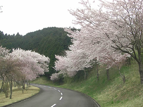 裾野カンツリー倶楽部訪問記