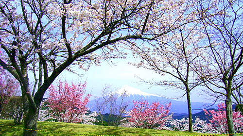 富嶽カントリークラブ