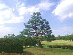 鳩山カントリークラブ　訪問記