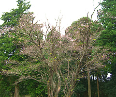 平川カントリークラブ