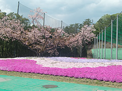 立川国際カントリー倶楽部　訪問記