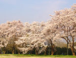 船橋カントリー倶楽部　訪問記