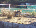 中津川カントリークラブ　訪問記