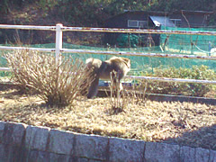 中津川カントリークラブ　訪問記