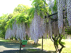 高坂カントリークラブ　訪問記