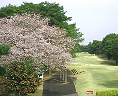 井戸端会議　桜がきれいなゴルフ場