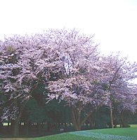 井戸端会議　桜がきれいなゴルフ場