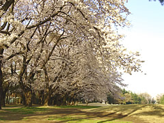 井戸端会議　桜がきれいなゴルフ場