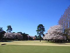 井戸端会議　桜がきれいなゴルフ場