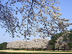 井戸端会議　桜がきれいなゴルフ場