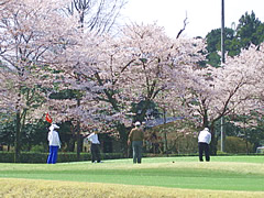 井戸端会議　桜がきれいなゴルフ場