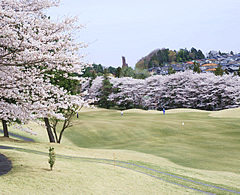 井戸端会議　桜がきれいなゴルフ場