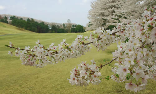 井戸端会議　桜がきれいなゴルフ場