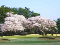 井戸端会議　桜がきれいなゴルフ場