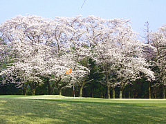 井戸端会議　桜がきれいなゴルフ場