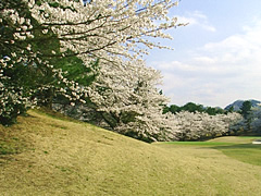 井戸端会議　桜がきれいなゴルフ場