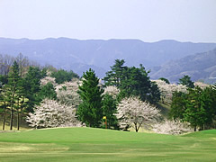 井戸端会議　桜がきれいなゴルフ場