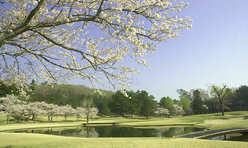 井戸端会議　桜がきれいなゴルフ場