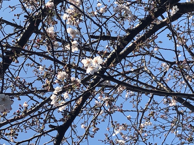 桜